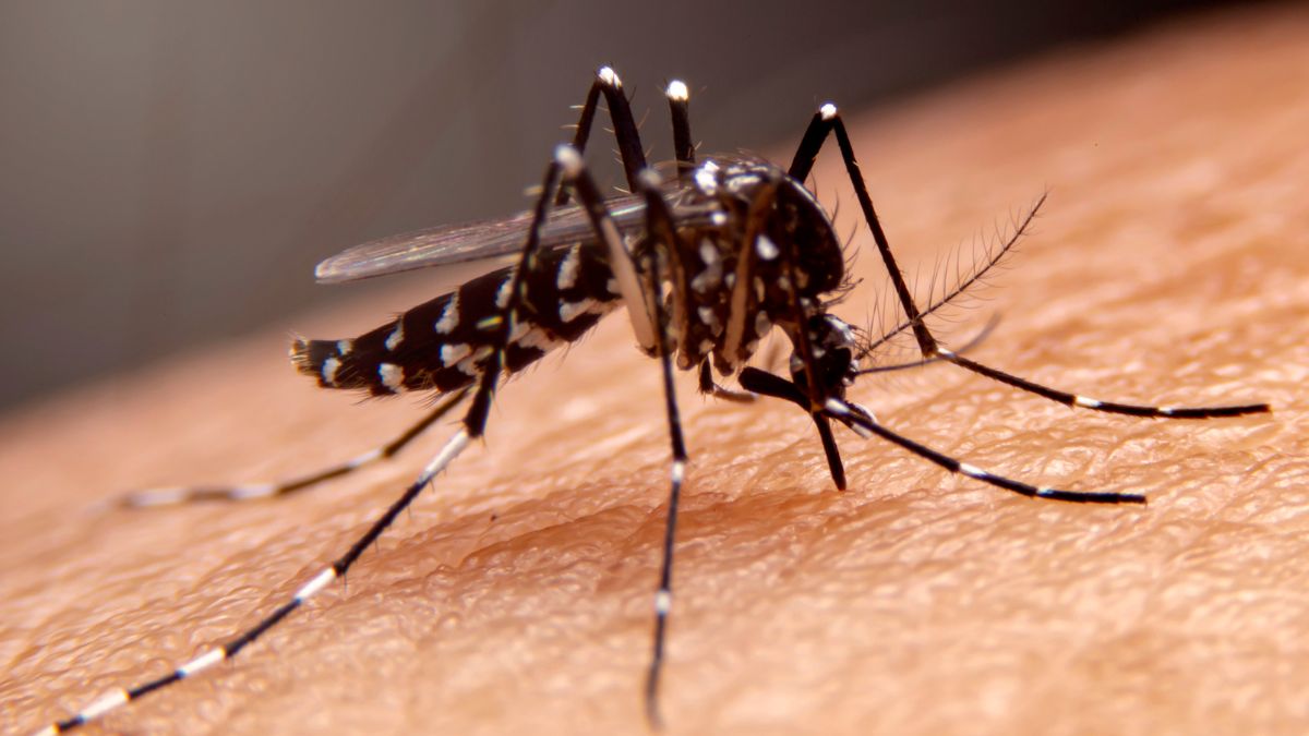 dengue-cases-in-west-bengal-crosses-38000-mark-municipal-corporation-to-operate-for-seven-days-a-week